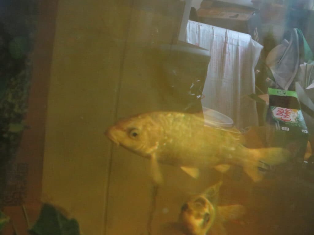 Dylan Yarbrough, Cps Lives, Rowe Elementary School, Chicago Public Schools, international students, rogers park, artist residency, chicago, photography, art, non-profit organization